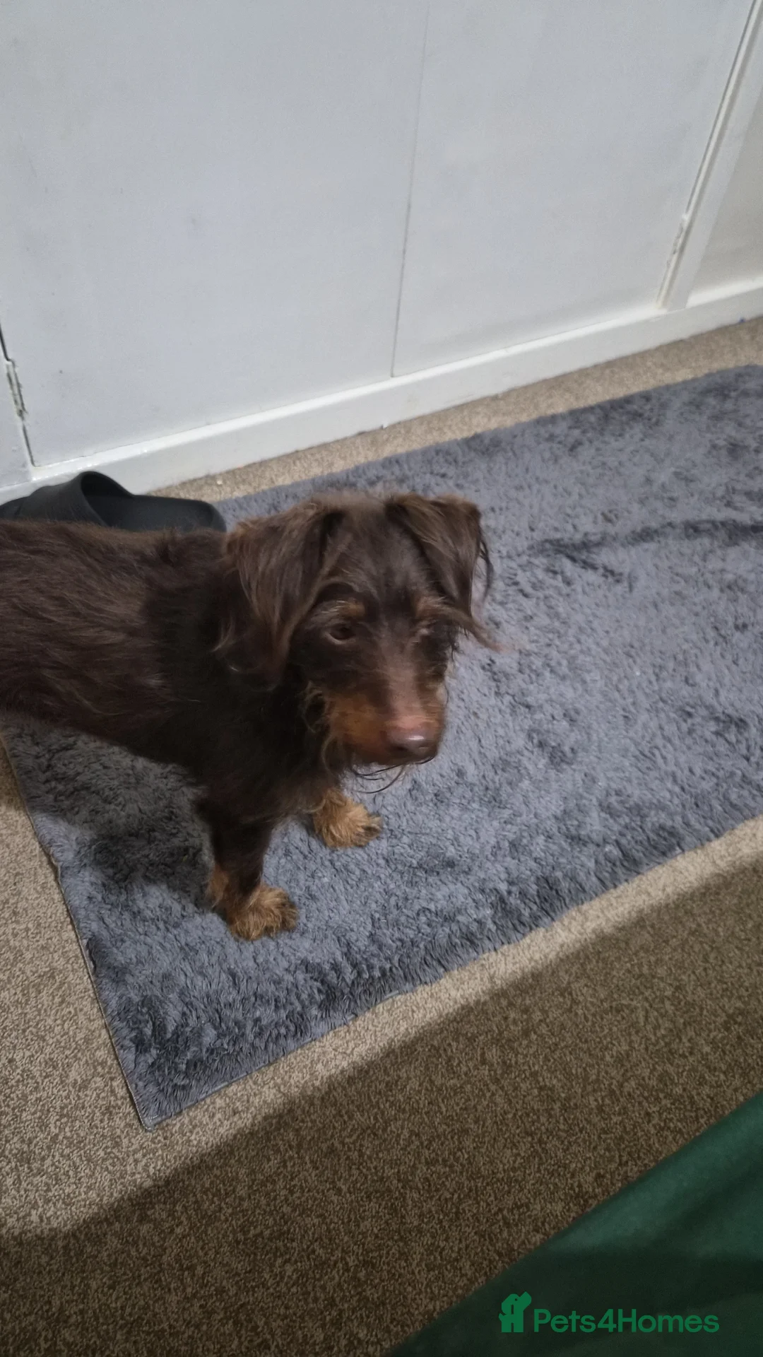 Jackapoo dogs for sale: 3 year old jackapoo - Advert 4