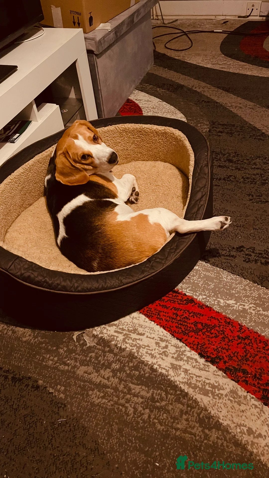 Beagle dogs for sale: Rehoming my beagle  - Advert 3