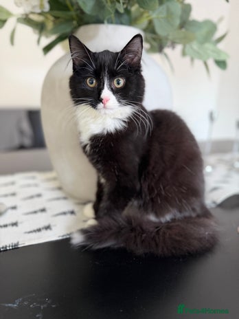 Mixed Breed cats Our Beautiful Dice (18 weeks) - Advert 6