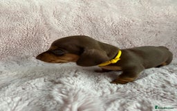 Miniature Dachshund dogs for sale: STUNNING MINIATURE DACHSHUND PUPPIES - Image 6