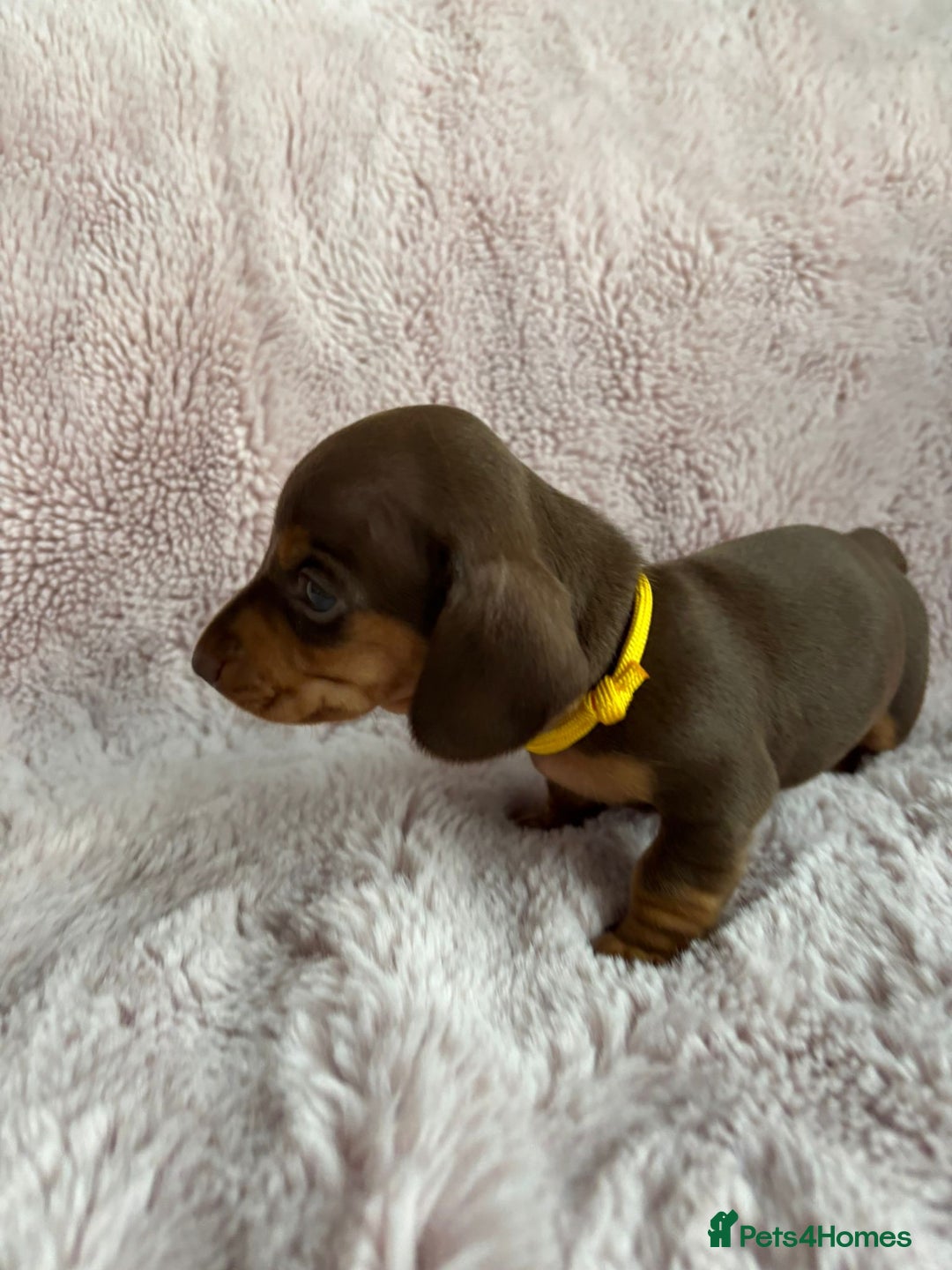 Miniature Dachshund dogs for sale: STUNNING MINIATURE DACHSHUND PUPPIES - Image 6