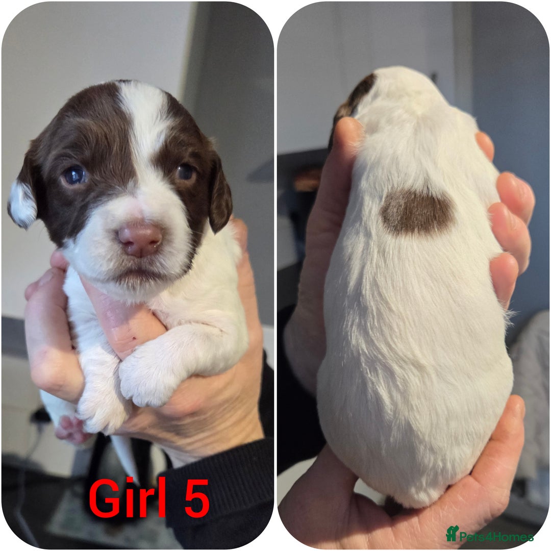 English Springer Spaniel dogs for sale: Springer spaniel puppies  - Advert 7