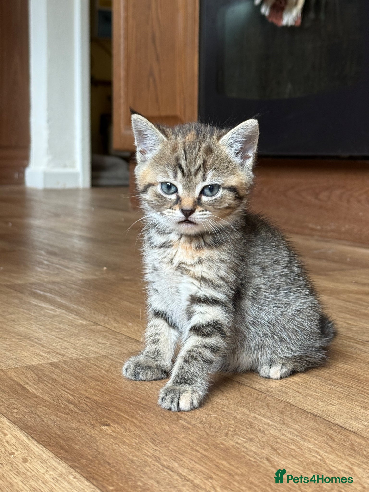 Mixed Breed cats for sale: 1 boy & 3 girl kittens 🐈🐾🩷🩵 - Advert 16