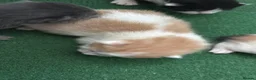 Mixed Breed cats for sale: beautiful mixed coloured kittens  - Advert 7