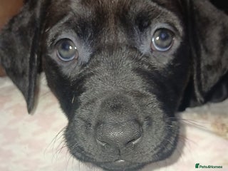 Mixed Breed dogs - Advert 22