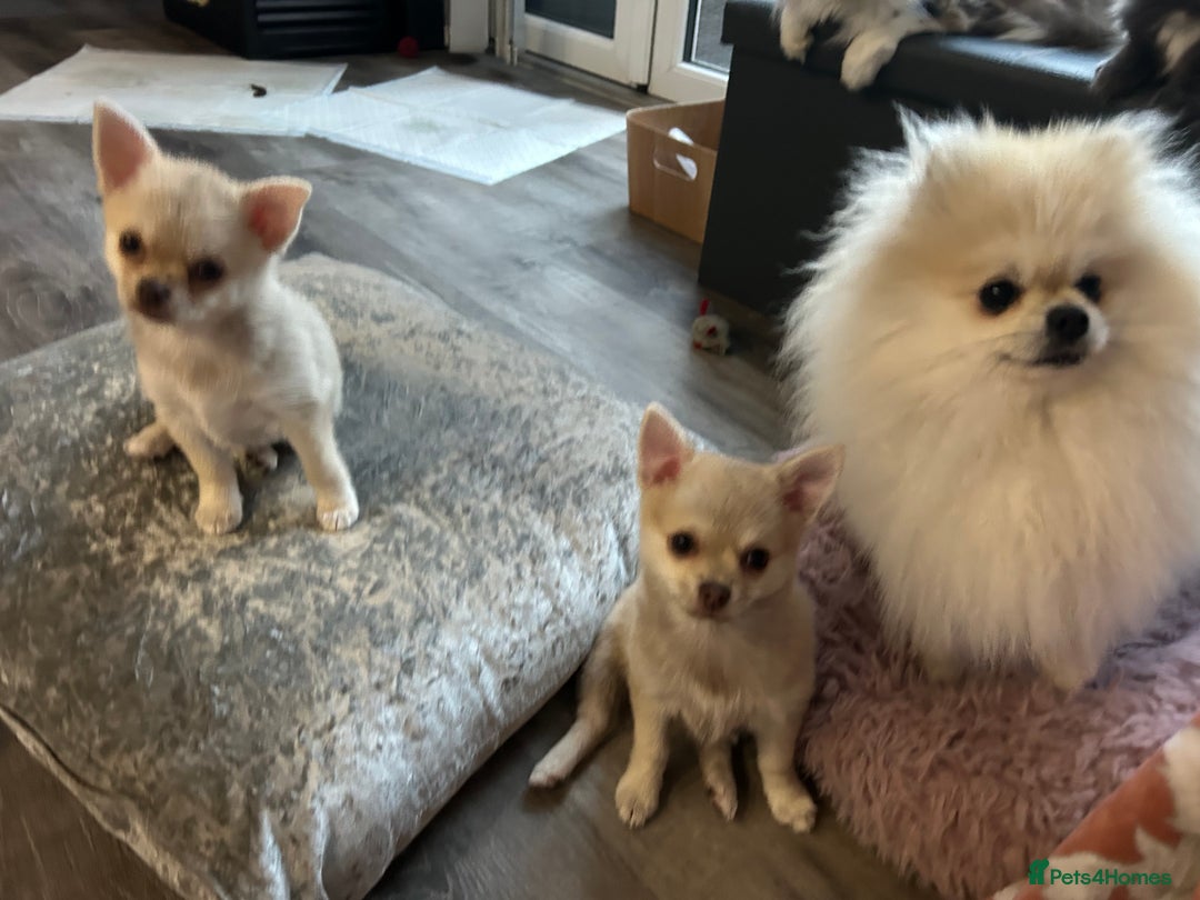 Chihuahua dogs for sale: READY NOW chihuahua x Pom puppies  - Image 40