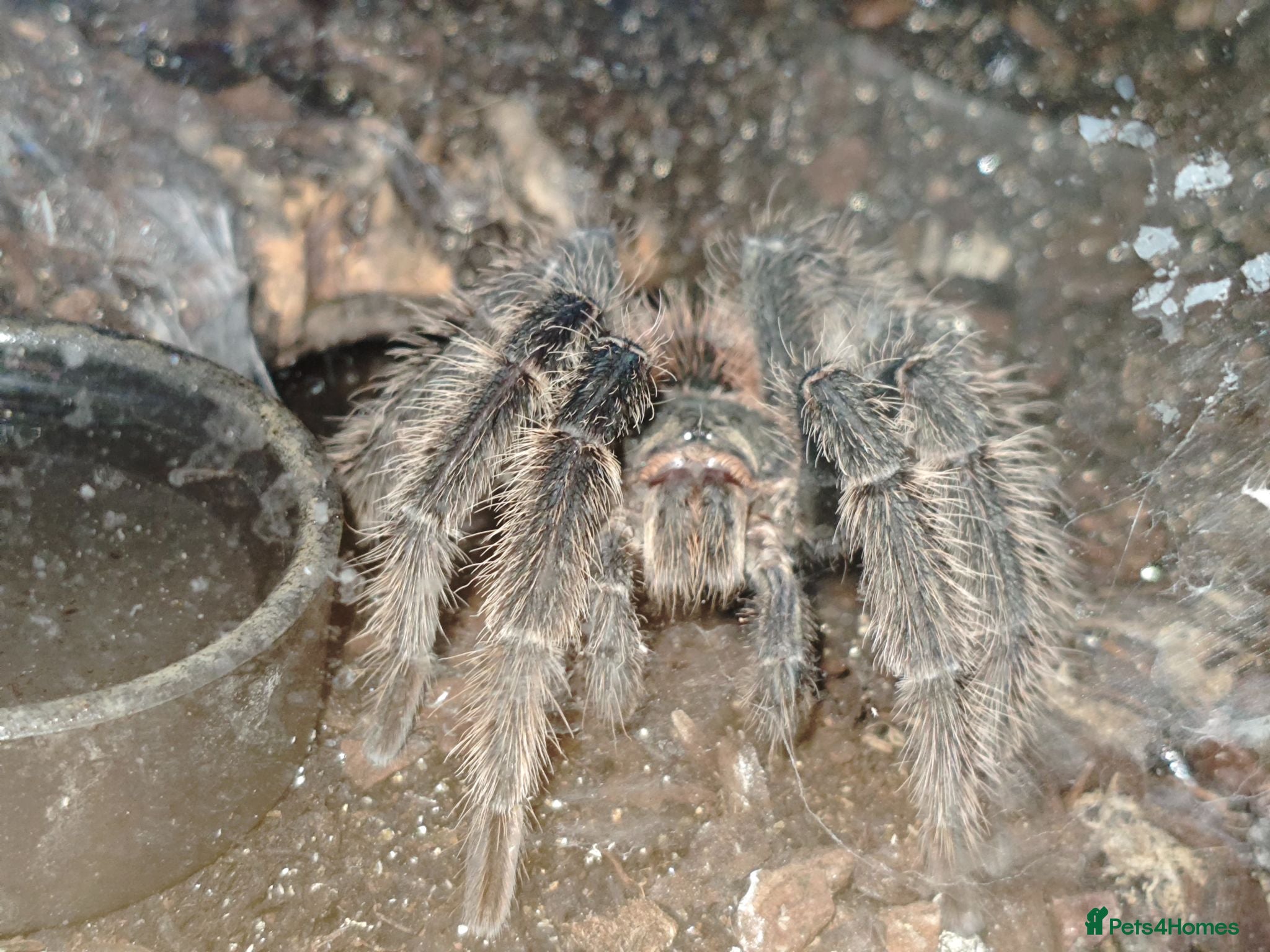 Tarantulas invertebrates Mature Male Lasiodora Parahybana  - Advert 3