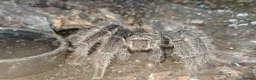 Tarantulas invertebrates for sale: Mature Male Lasiodora Parahybana  in Telford - Advert 1