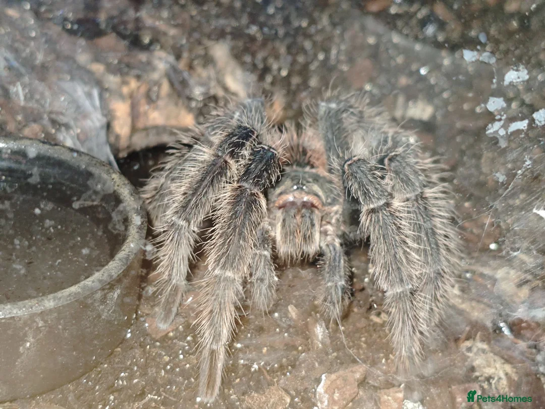 Tarantulas invertebrates for sale: Mature Male Lasiodora Parahybana  in Telford - Advert 1