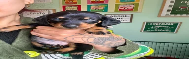 Dachshund Puppy 1