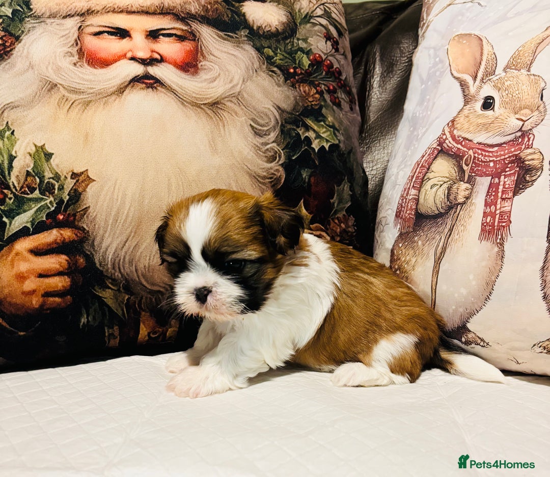 Shih Tzu dogs for sale: Kc reg adorable girls  - Advert 8