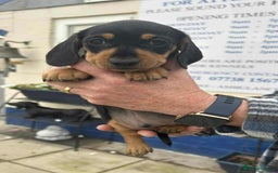 Miniature Dachshund dogs for sale: Miniature smooth haired dachshunds  - Image 18