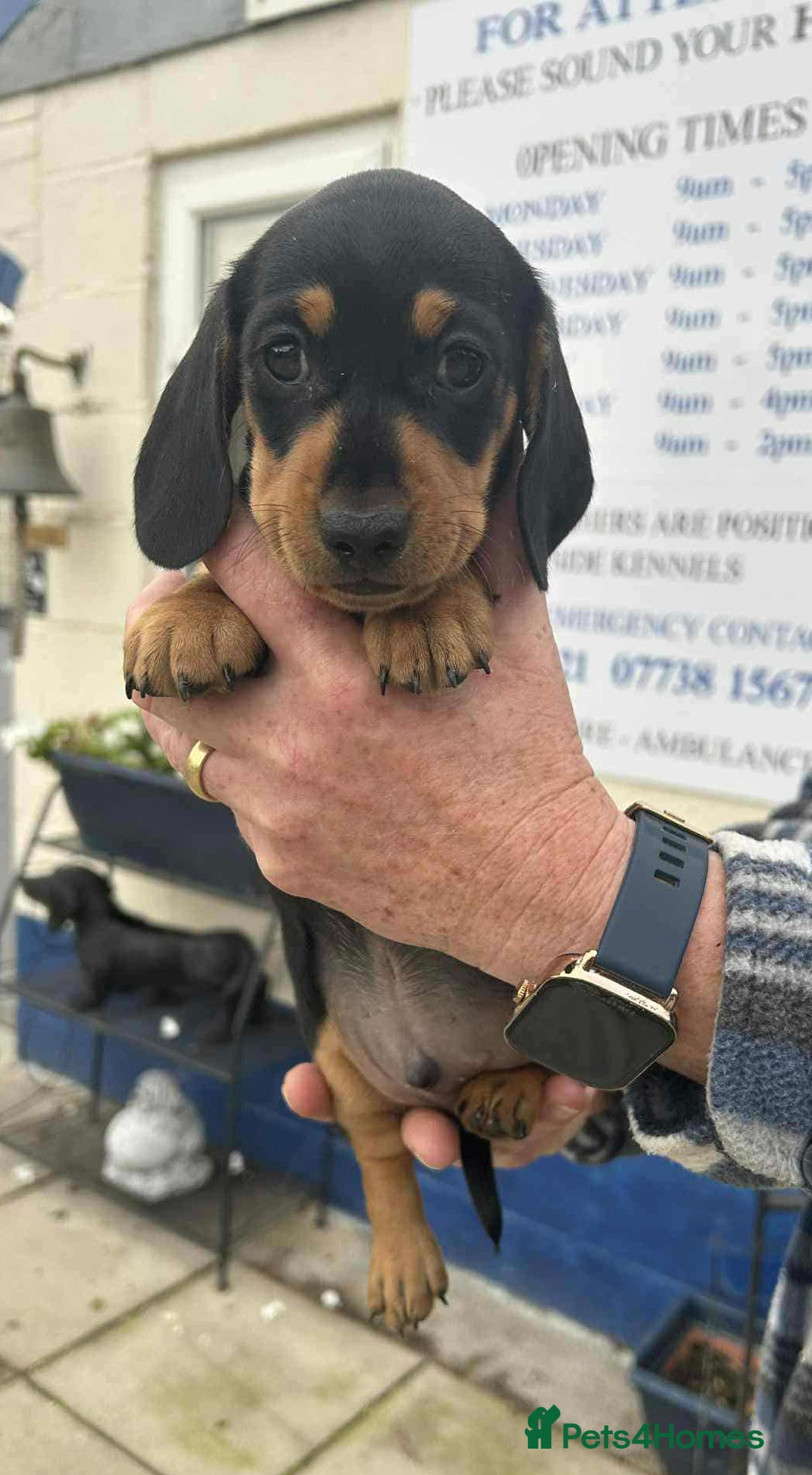 Miniature Dachshund dogs for sale: Miniature smooth haired dachshunds  - Image 18