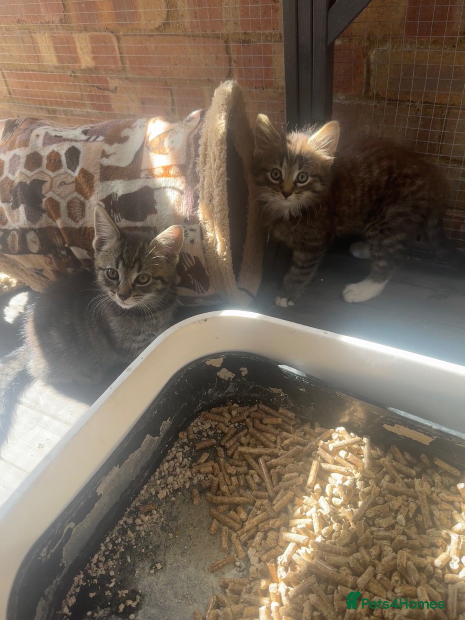 Domestic Shorthair cats Beautiful Tabby Kittens Looking for Forever Homes - Advert 18