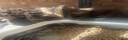 Domestic Shorthair cats for sale: Beautiful Tabby Kittens Looking for Forever Homes - Advert 1