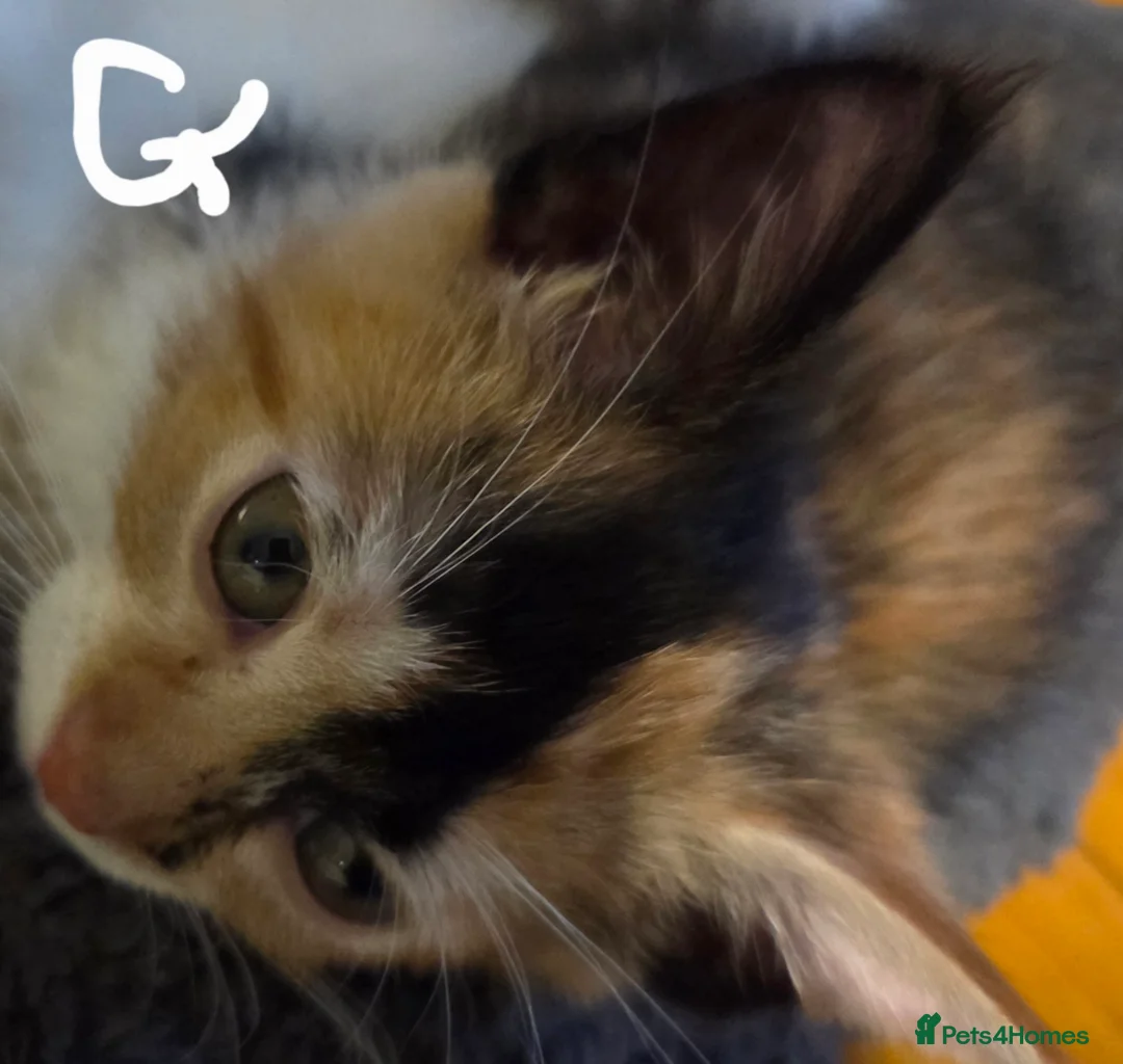 Mixed Breed cats for sale: Kittens  - Advert 18