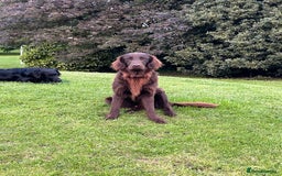 Flat coated Retriever dogs for sale: Flat coated x golden Retriever puppies - Image 10