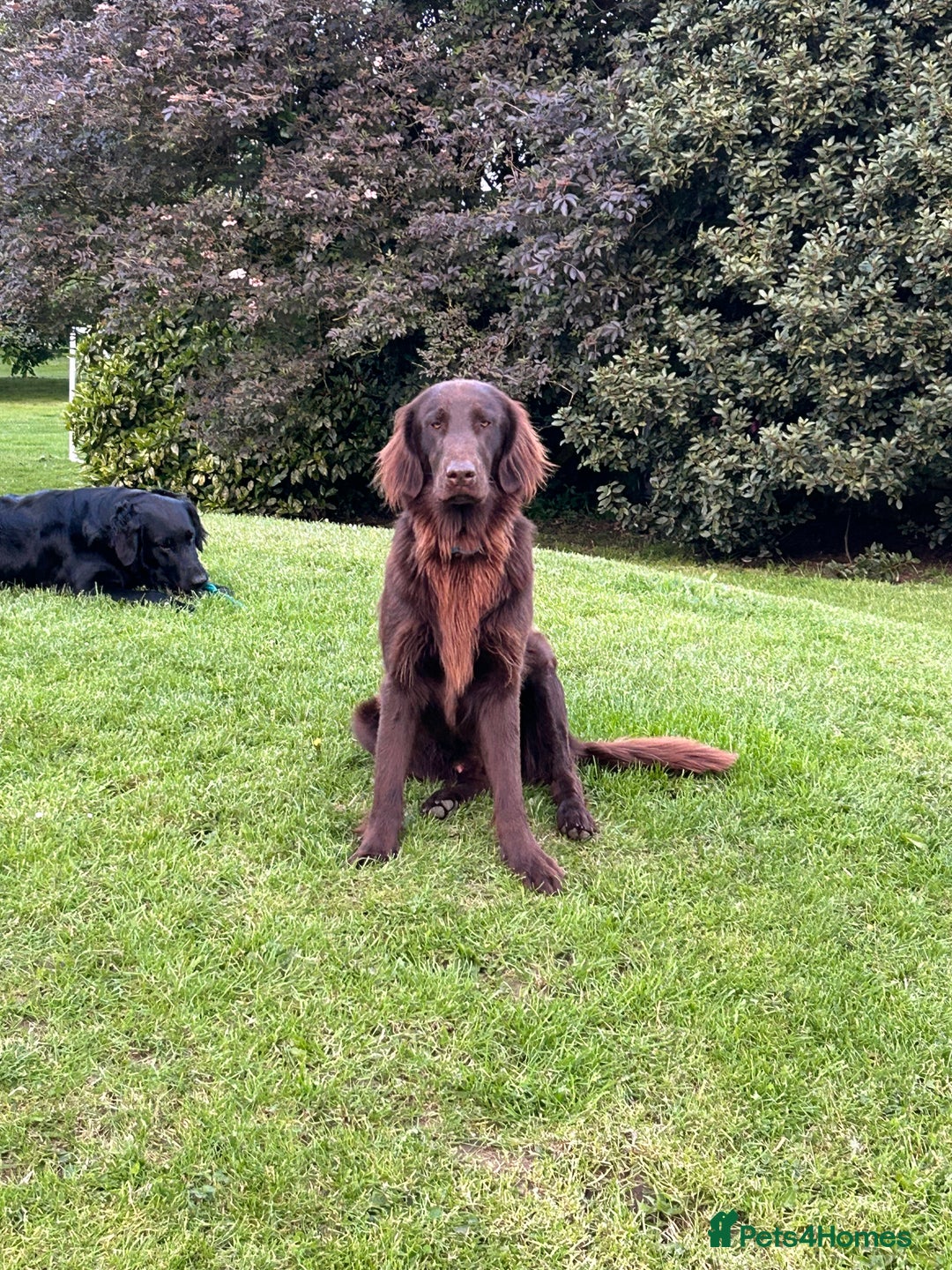 Flat coated Retriever dogs for sale: Flat coated x golden Retriever puppies - Image 10