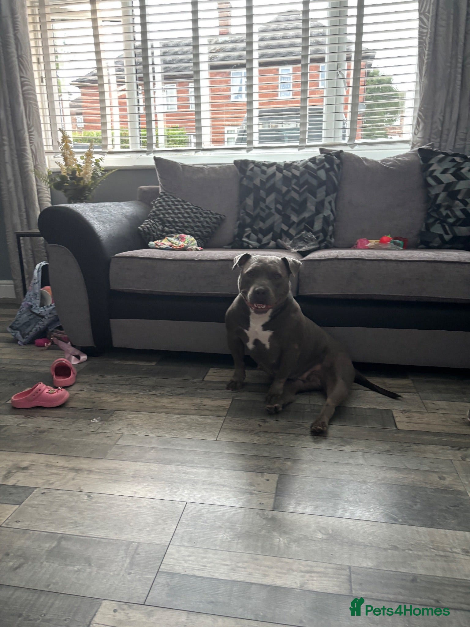American Bully dogs American bully puppies  - Advert 16
