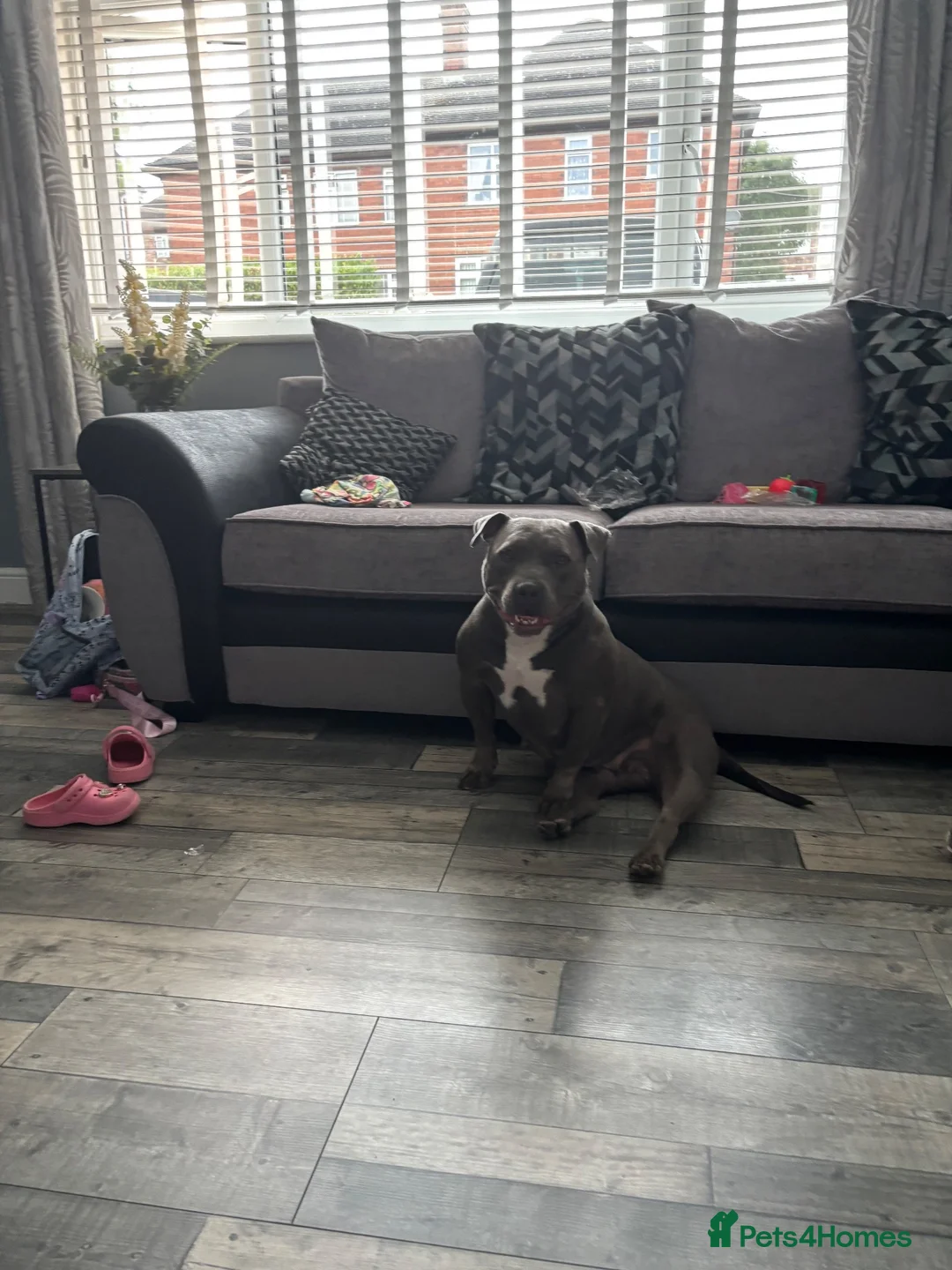 American Bully dogs for sale: American bully puppies  - Advert 1