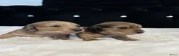 Dachshund dogs for sale: Long hair dachshund  in Bradford - Advert 10