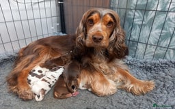 Cocker Spaniel dogs for sale: KC Show Cocker Spaniel Pups DNA health Simbawood  - Image 1