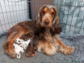 Cocker Spaniel dogs - Advert 33