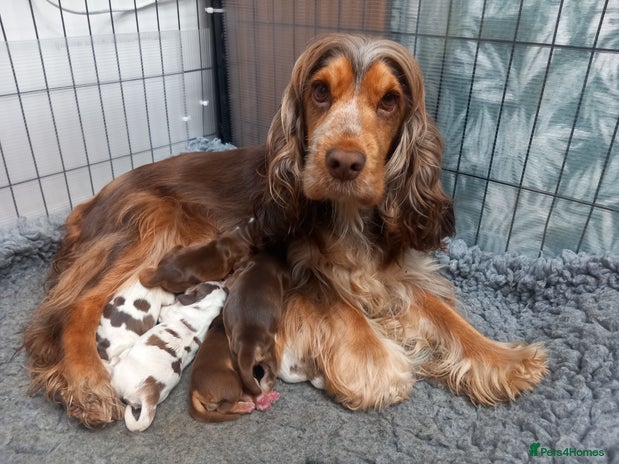 Cocker Spaniel dogs - Advert 10
