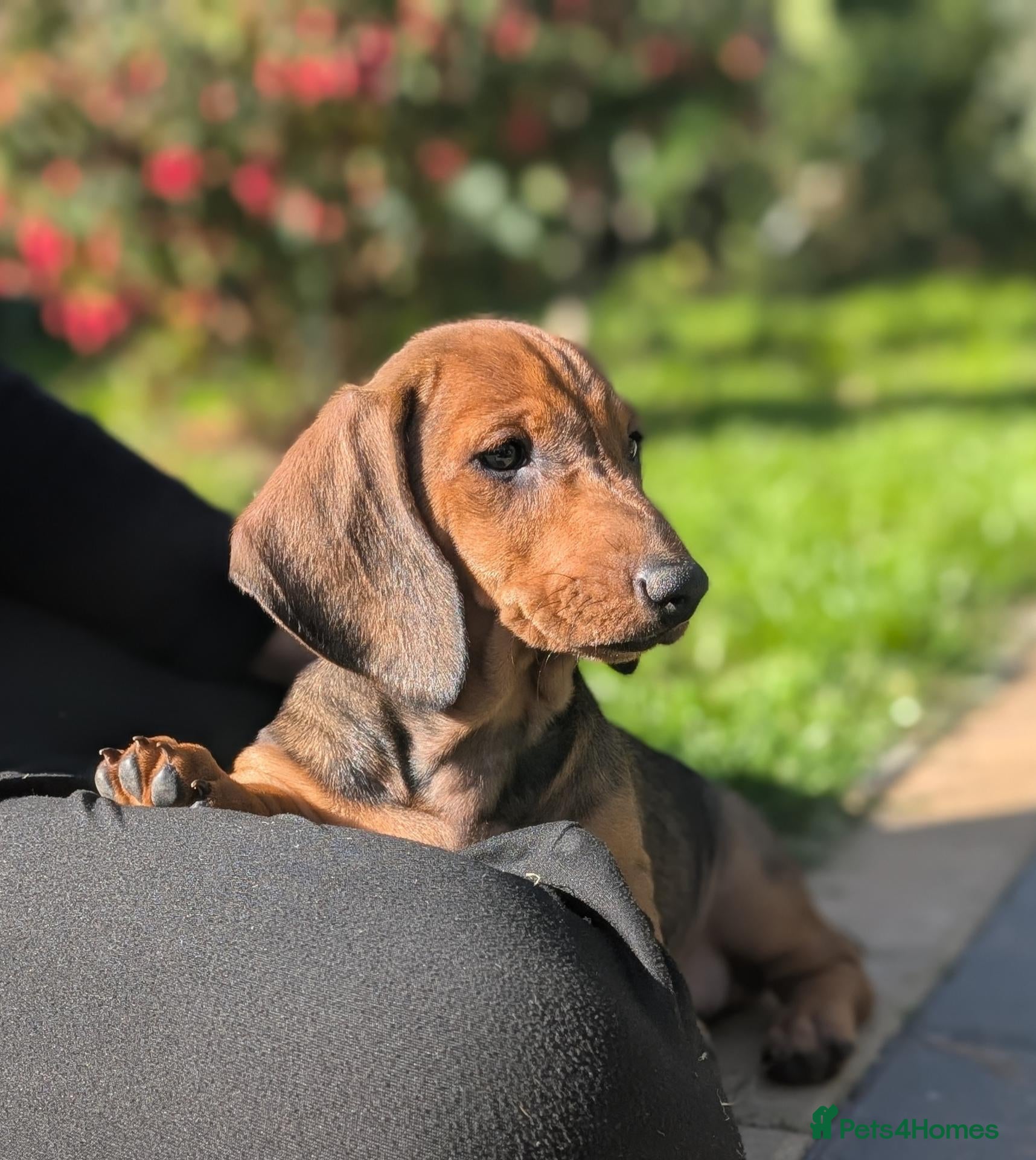 Dachshund dogs Champion Bloodline Standard Dachshund - Advert 1