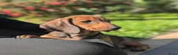 Dachshund dogs for sale: Champion Bloodline Standard Dachshund - Advert 14