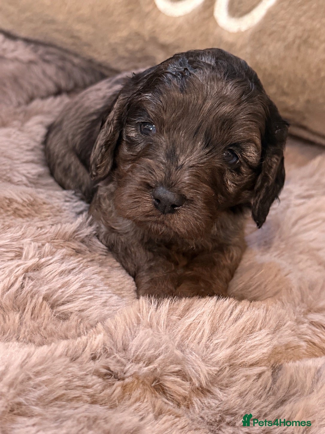 Cavapoo dogs Stunning coloured F1 Cavapoo’s - Advert 2