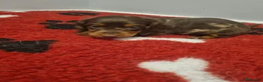 Miniature Dachshund Puppy 2