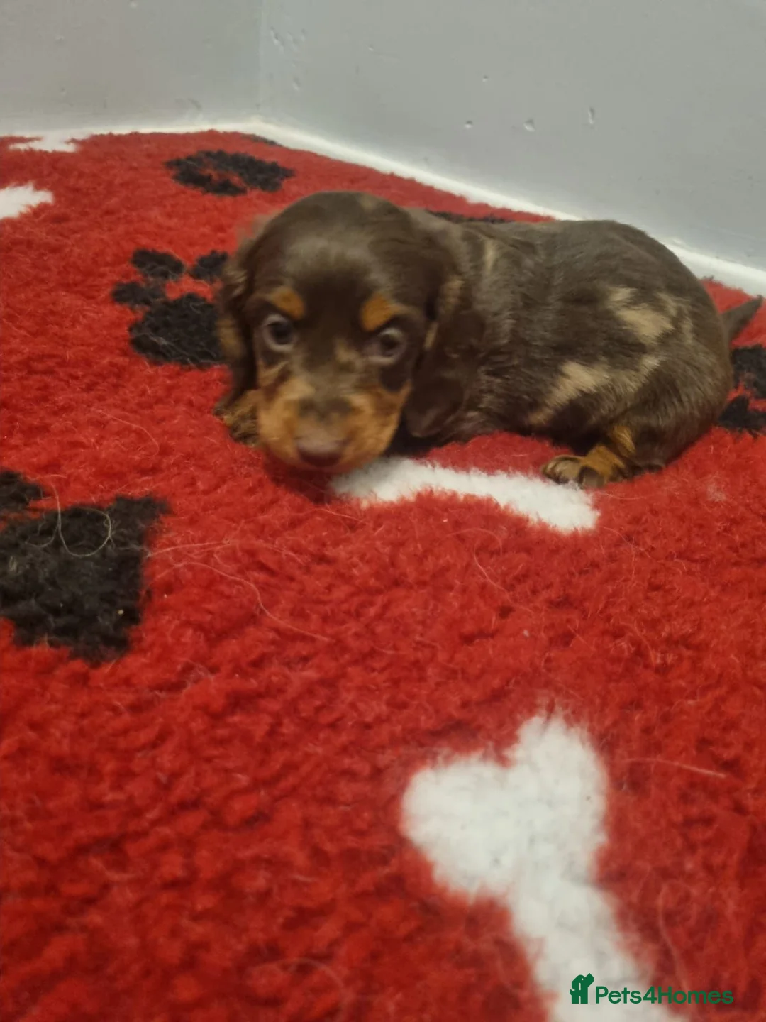 Miniature Dachshund dogs for sale: Dapple Boy & Two Chocolate Girls 🐾 in Chester - Advert 4