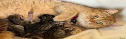 British Longhair cats for sale: ⭐️GORGEOUS BRITISH LONGHAIR KITTENS ⭐️ - Advert 19