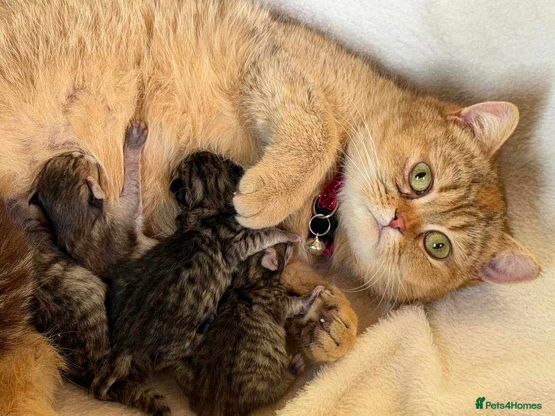 British Longhair cats for sale: ⭐️GORGEOUS BRITISH LONGHAIR KITTENS ⭐️ - Advert 19