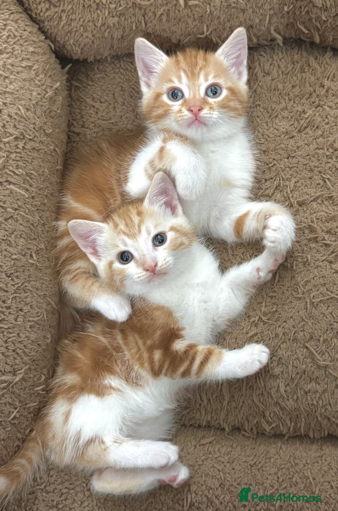 Mixed Breed cats for sale: GORGEOUS KITTENS  - Advert 12