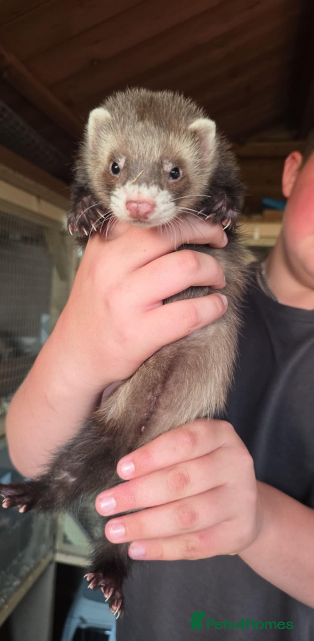 Ferret rodents for sale: ferret kits hobs and jills for sale - Image 7