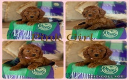Cavapoo dogs for sale: Extensively Heslth Tested Cavapoo puppies  - Image 6
