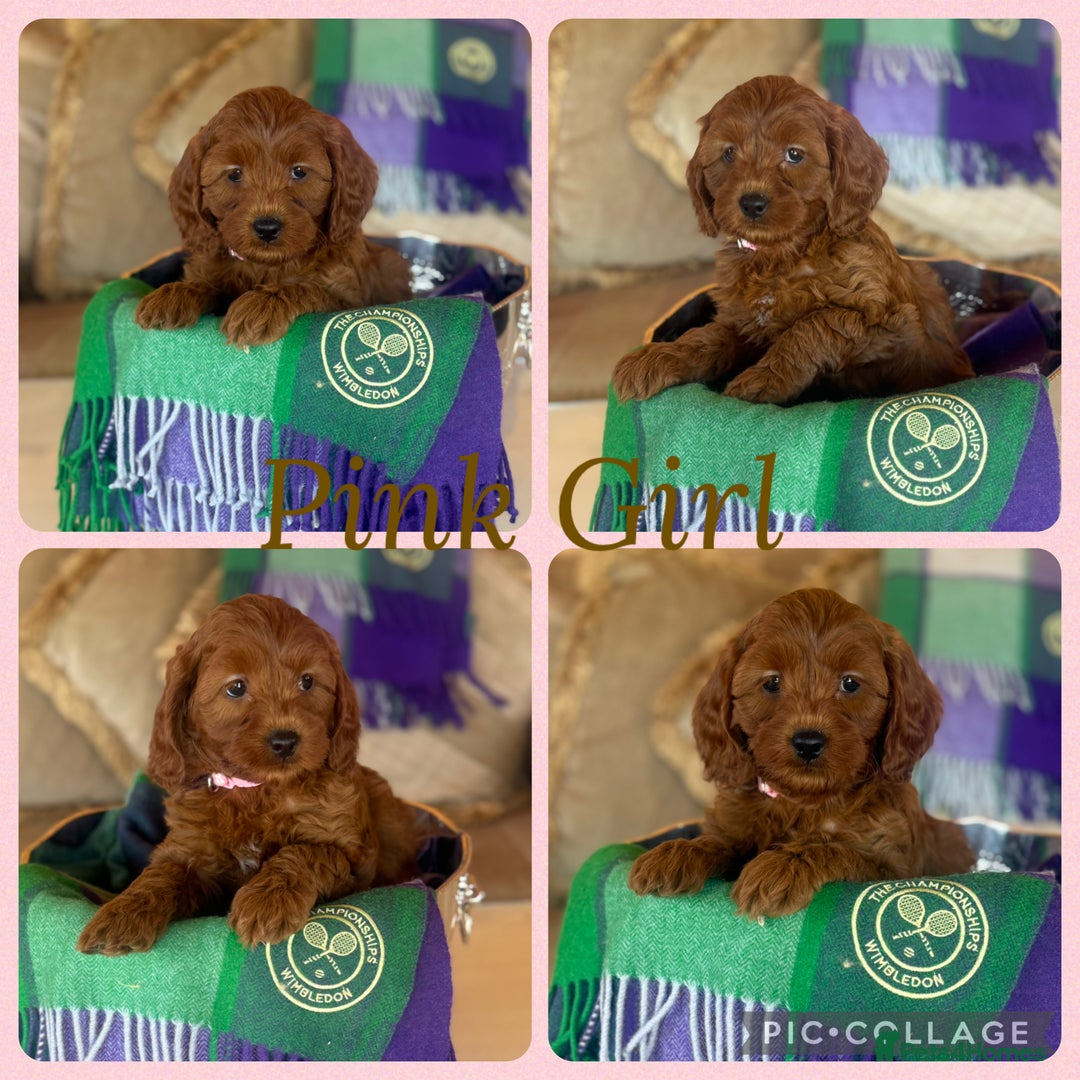 Cavapoo dogs for sale: Extensively Heslth Tested Cavapoo puppies  - Image 6