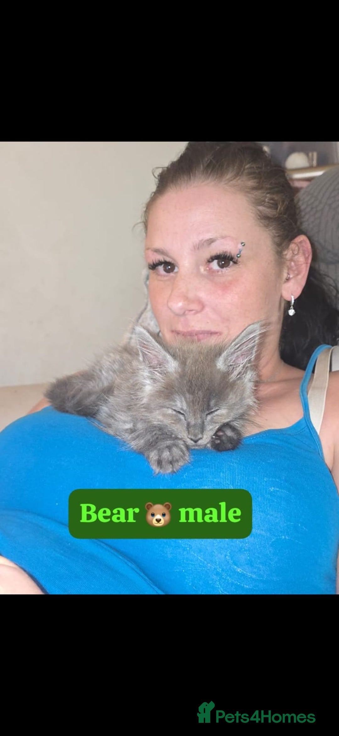 Maine Coon cats for sale: Take a look at these beautiful mainecoon kittens - Image 7