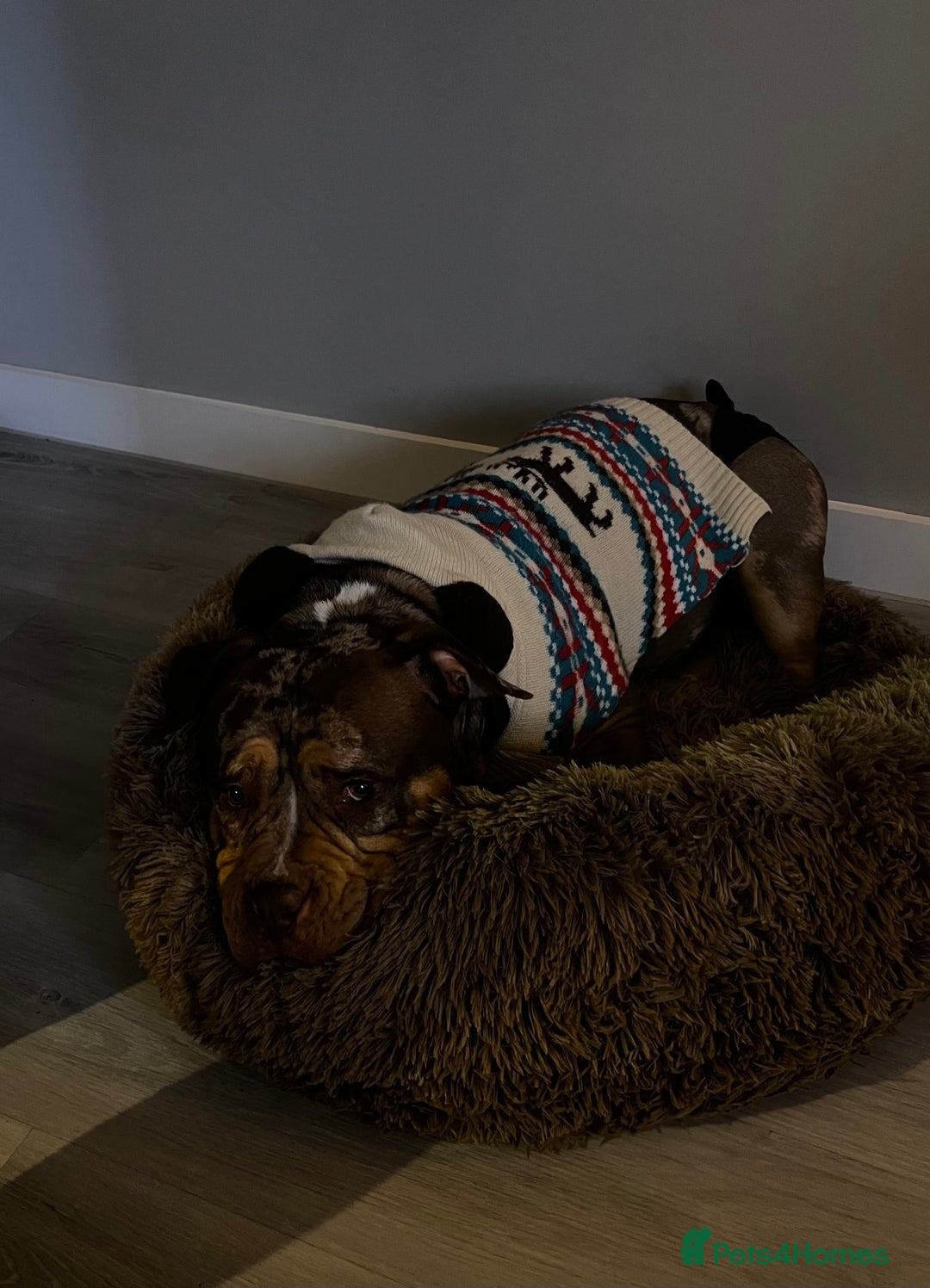 American Bulldog dogs for sale: Pocket bully female ( Asia  - Advert 3