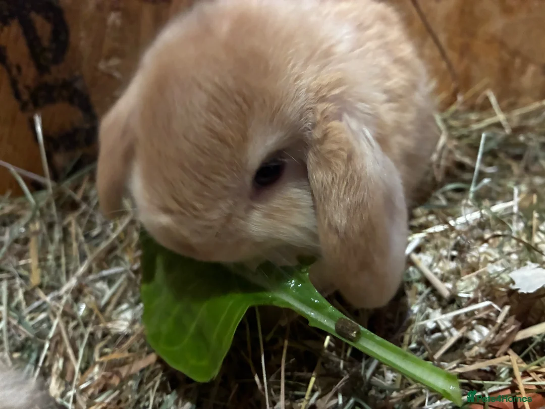 Mini Lop rabbits for sale: Mini lop bunnies for sale - Advert 2