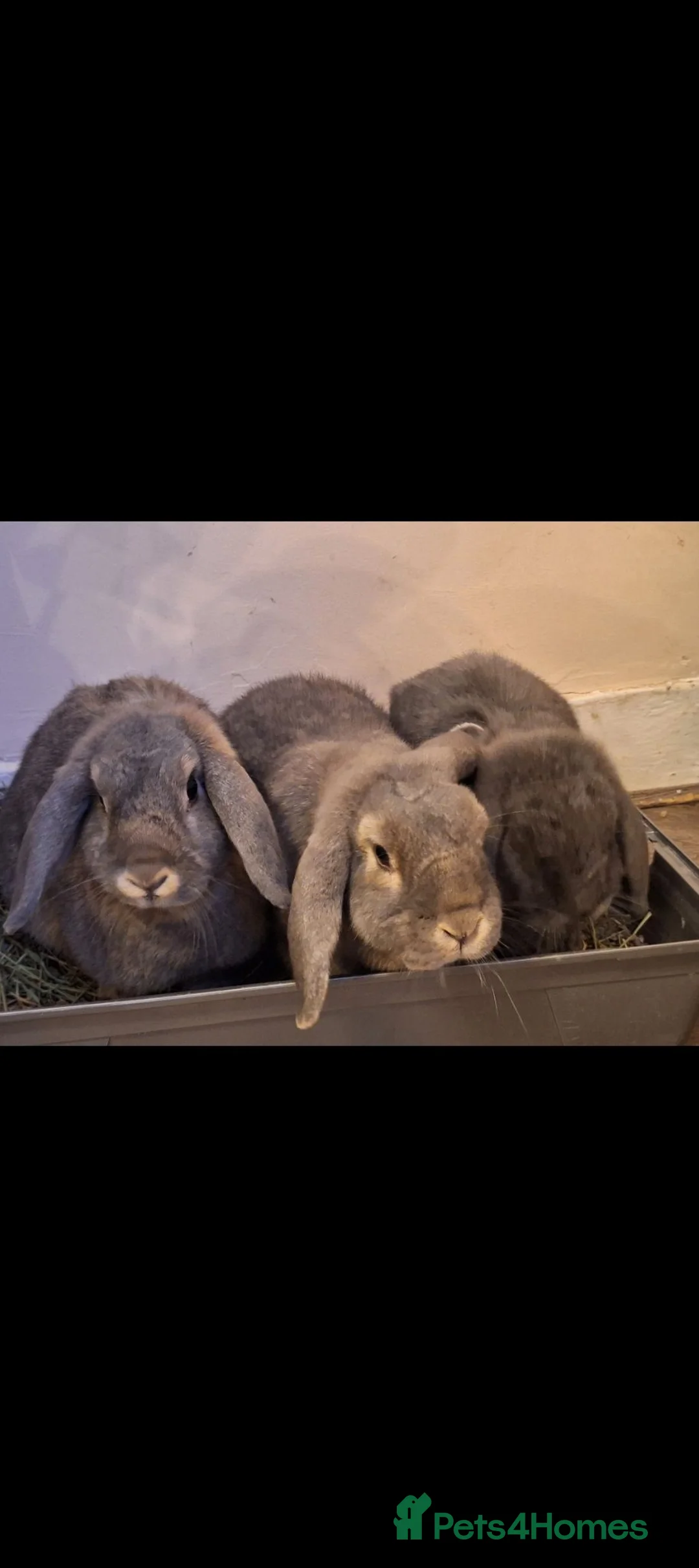 Mini Lop rabbits for sale: Family of 3  in London - Advert 2