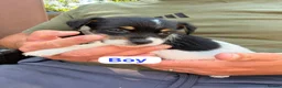 Jack Russell dogs for sale: Jack Russell puppies  - Advert 11
