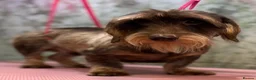 Miniature Dachshund dogs for sale: Two Stunning Mini Wire Haired Dachshund - Advert 6