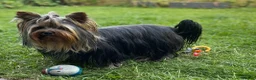 Yorkshire Terrier dogs for stud: Full pedigree Yorkshire Terrier for STUD in Caterham - Advert 9