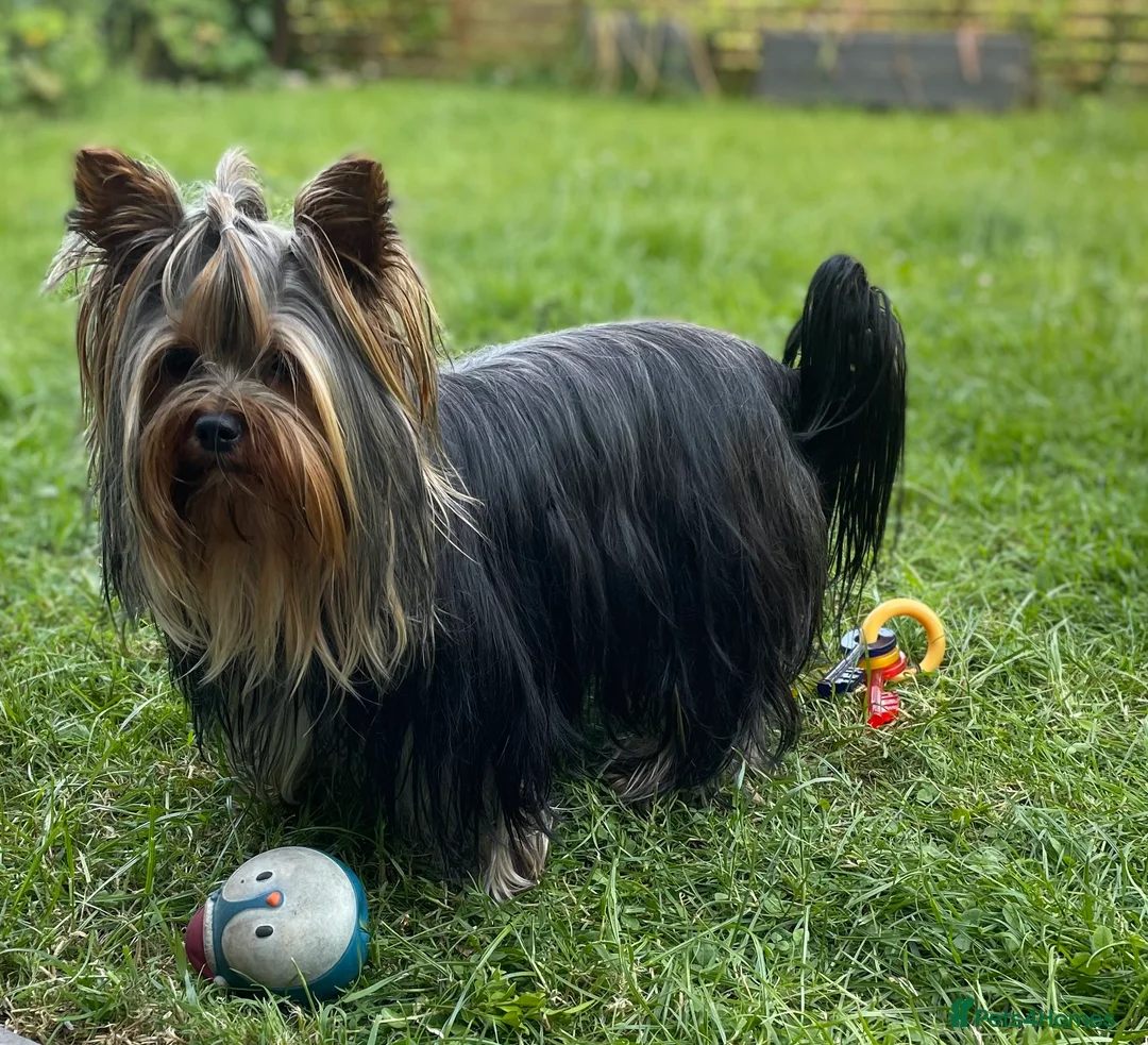 Yorkshire Terrier dogs for stud: Full pedigree Yorkshire Terrier for STUD in Caterham - Advert 9
