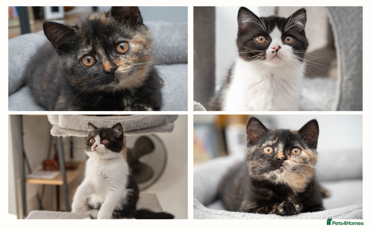 British Shorthair cats - Advert 5
