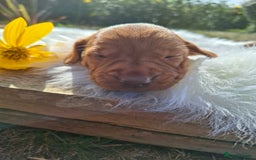 Hungarian Vizsla dogs for sale: Hungarian vizsla  - Image 13