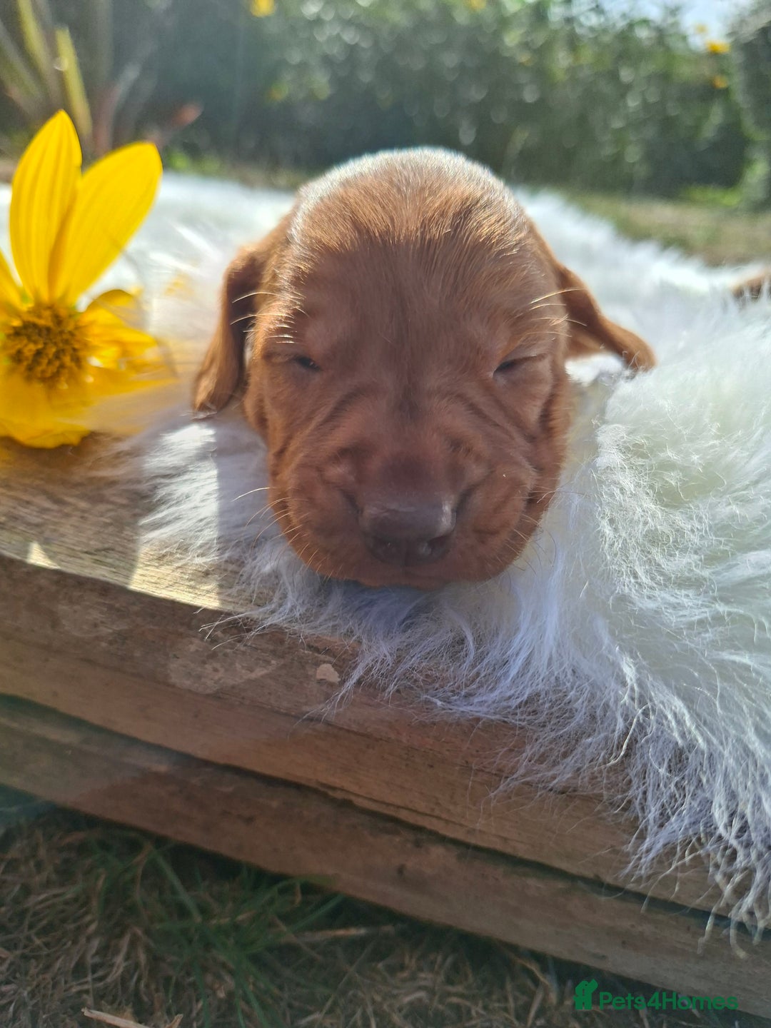 Hungarian Vizsla dogs for sale: Hungarian vizsla  - Image 13